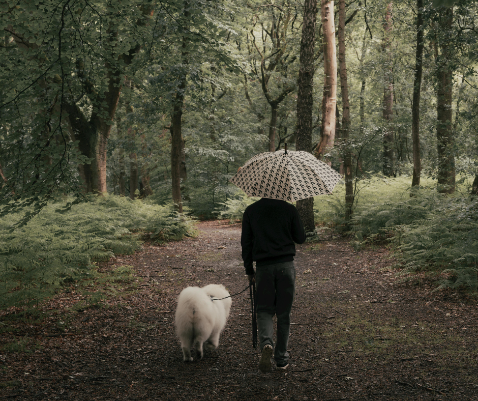 The Best Tips For Walking Your Dog In Rainy Weather