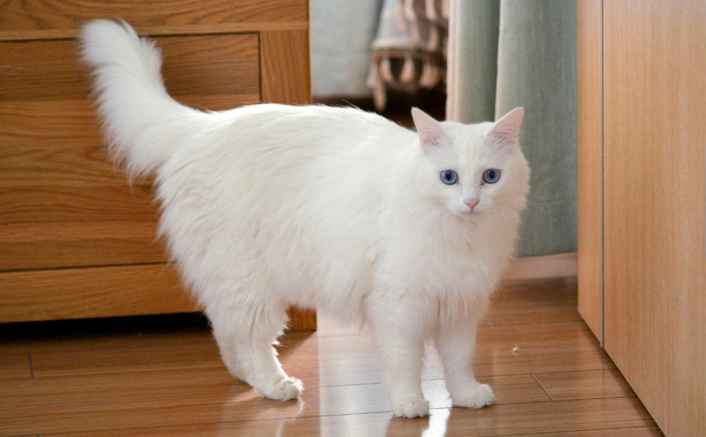 Why Is My Cat Peeing In The House?