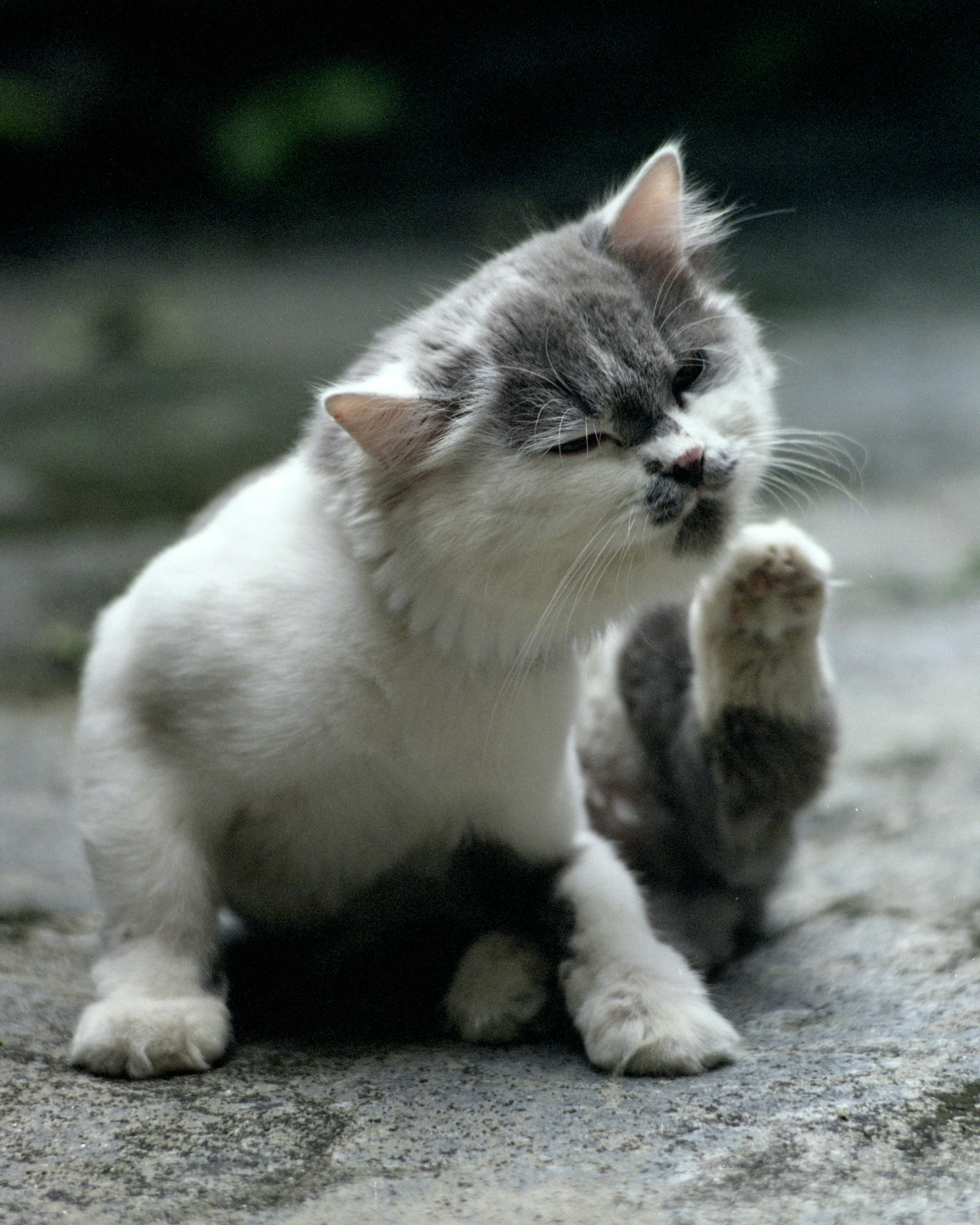 How Often Should You De-Flea Your Cat?