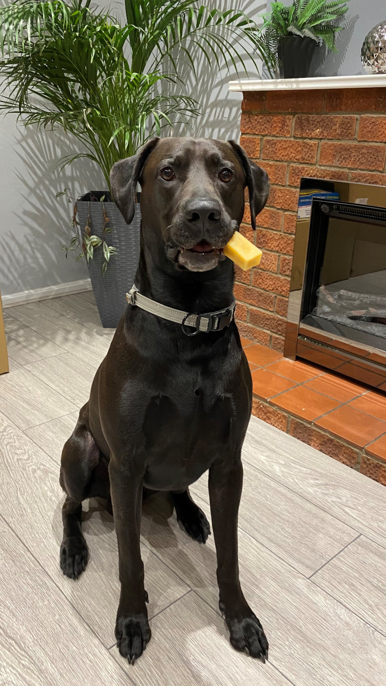 K2 Yak Chews Long Lasting Natural Dog Treats XX-Large (Jumbo)