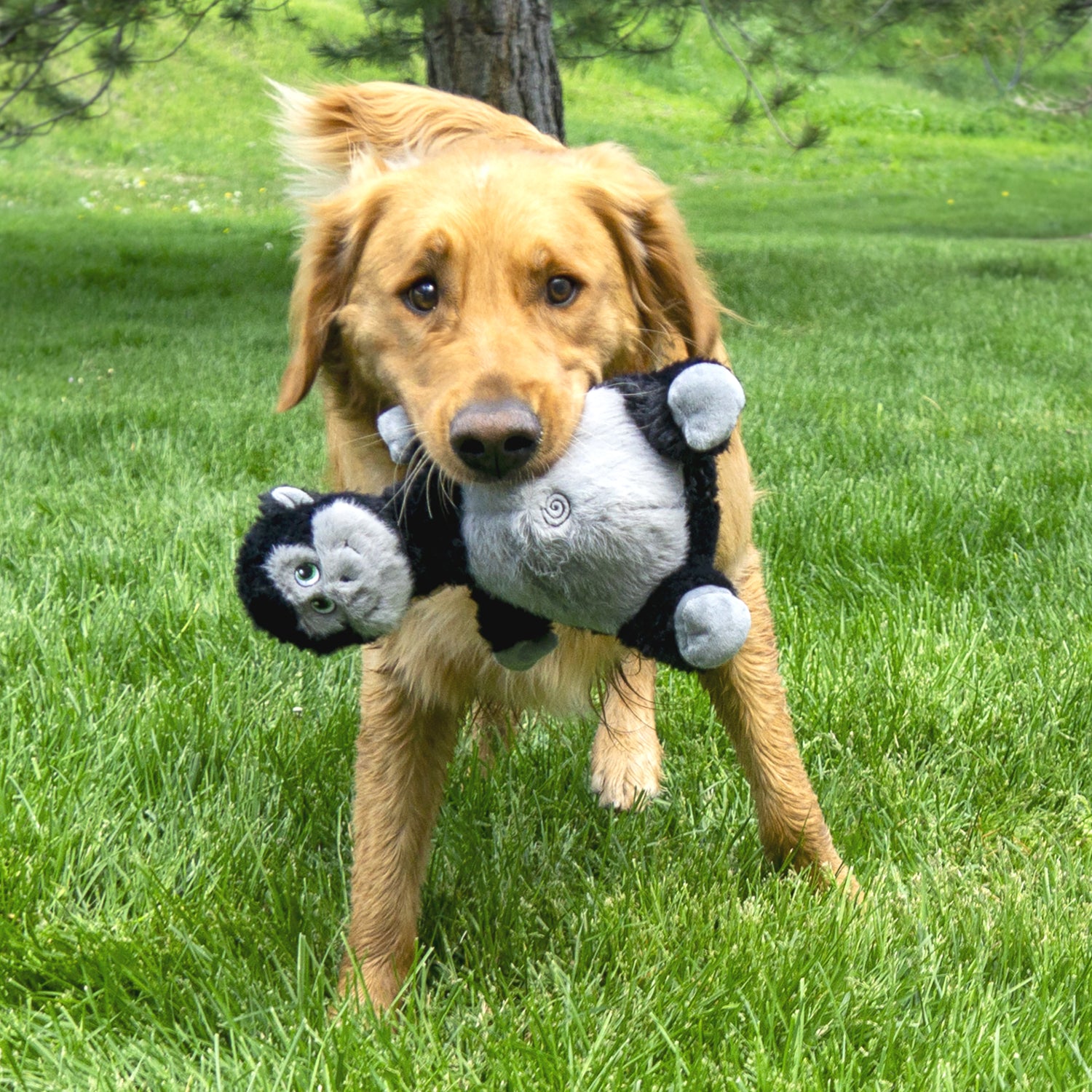 KONG Knots Belly Gorilla