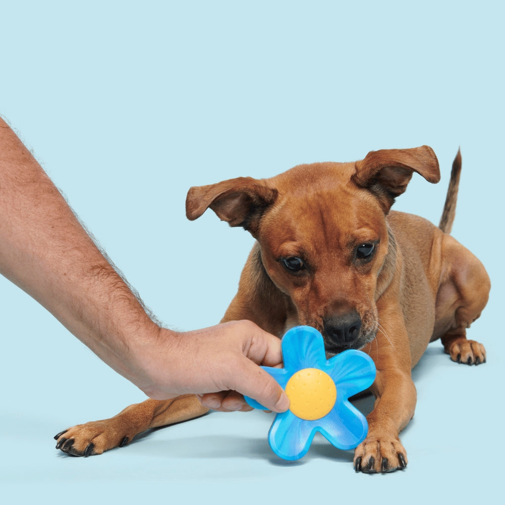 BARK Blue Power Flower Backyard Garden Super Chewer Dog Toy