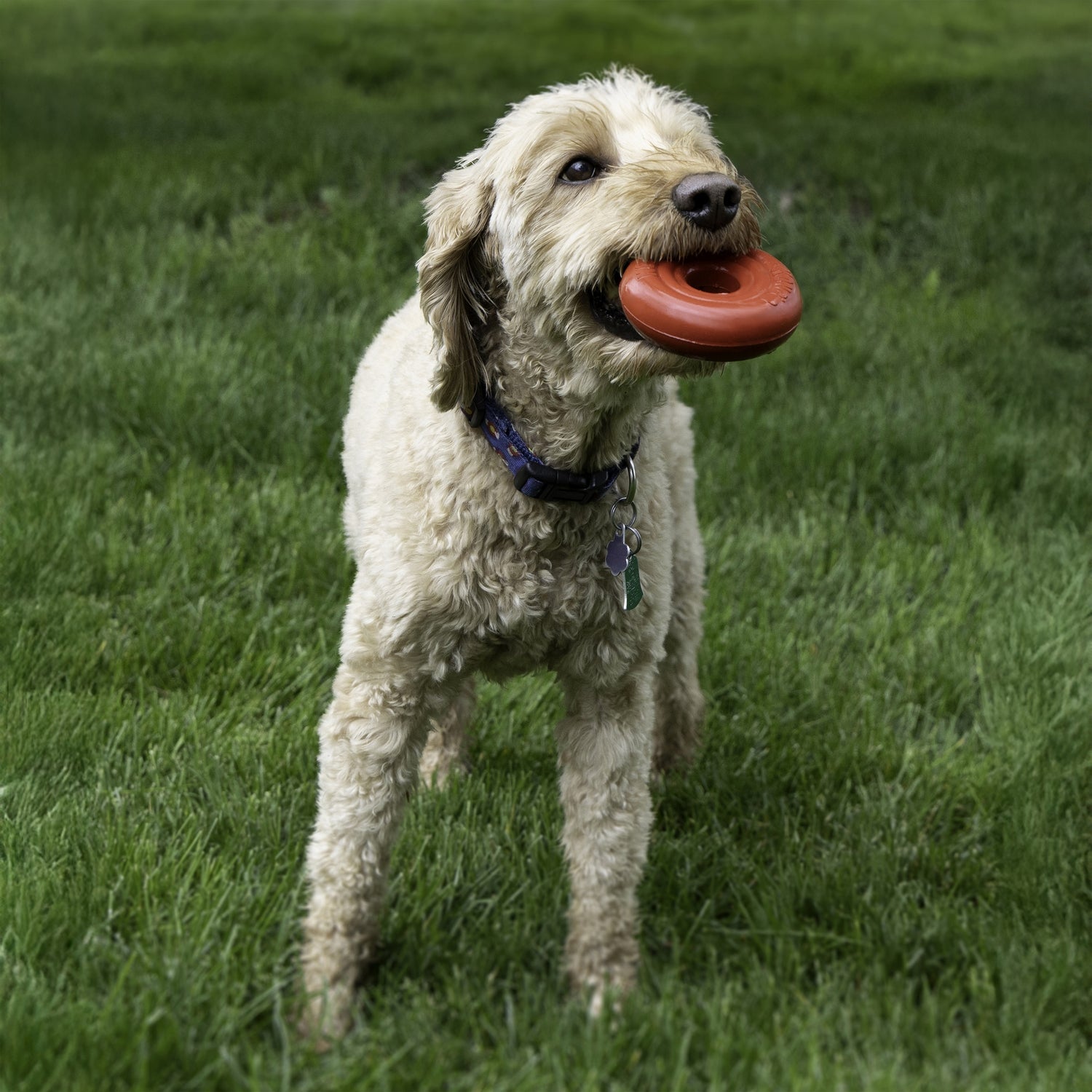 KONG Donut