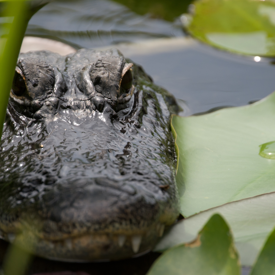 Can you use a Magnet to deter a Crocodile?