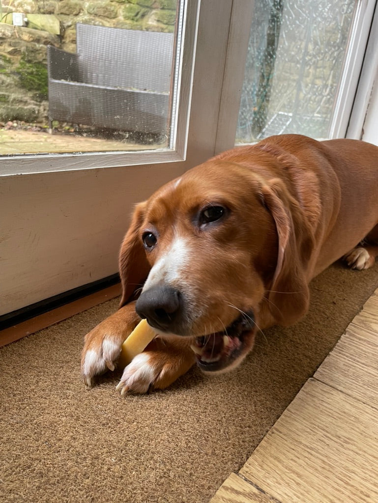 Why Are Yak Chews Better Than Rawhide Chews?