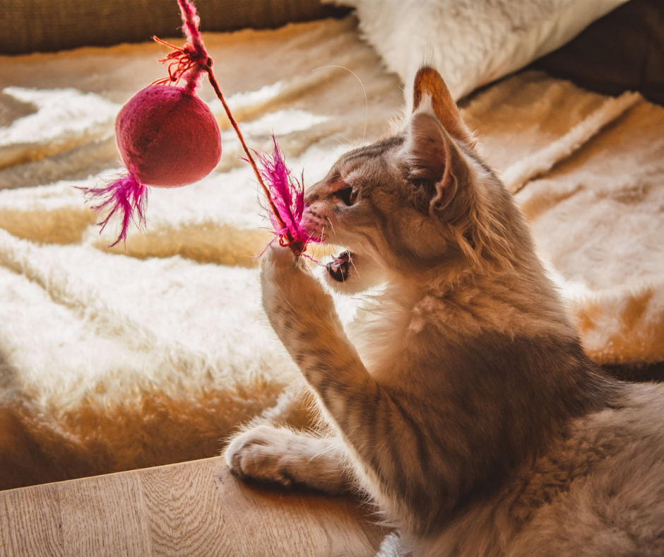 The Best Cat Toys for 2026