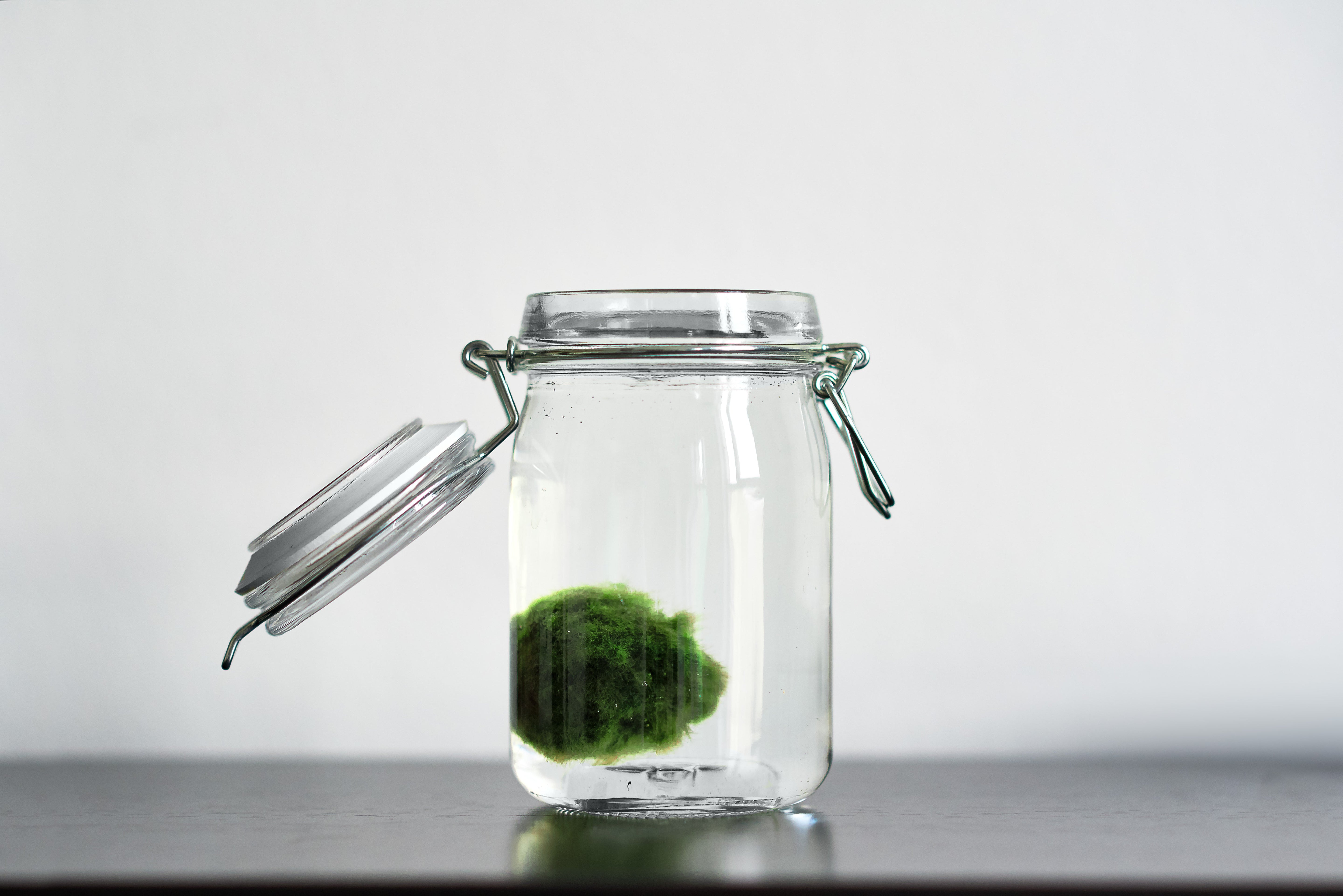 Why Marimo Moss Balls Are Perfect for Ornamental Jars
