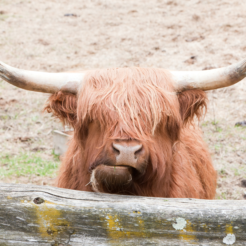 What are Himalayan Yak Chews?