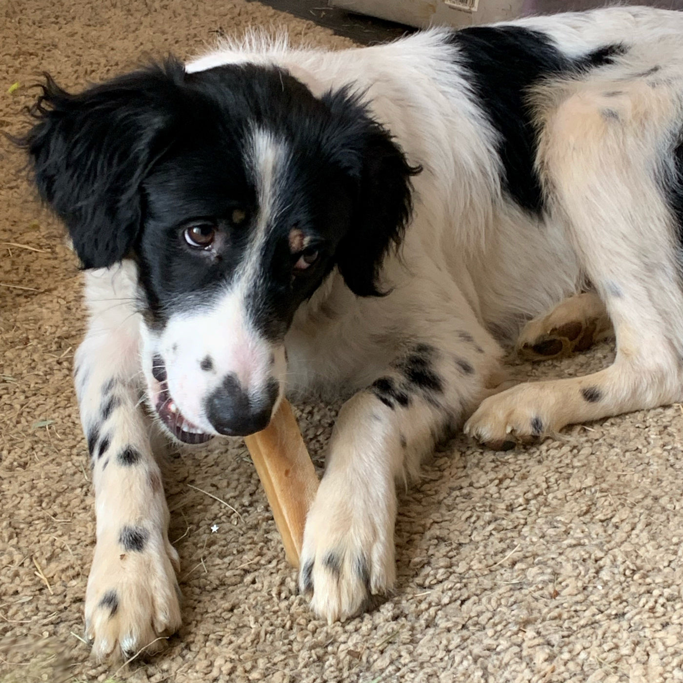 K2 Yak Chews Long Lasting Natural Dog Treats XX-Large (Jumbo)