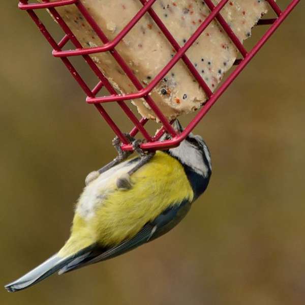 Suet to Go Block Berry Value Box 10x280g