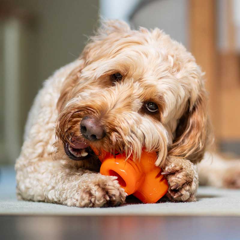 BIONIC Treat Star Dog Toy