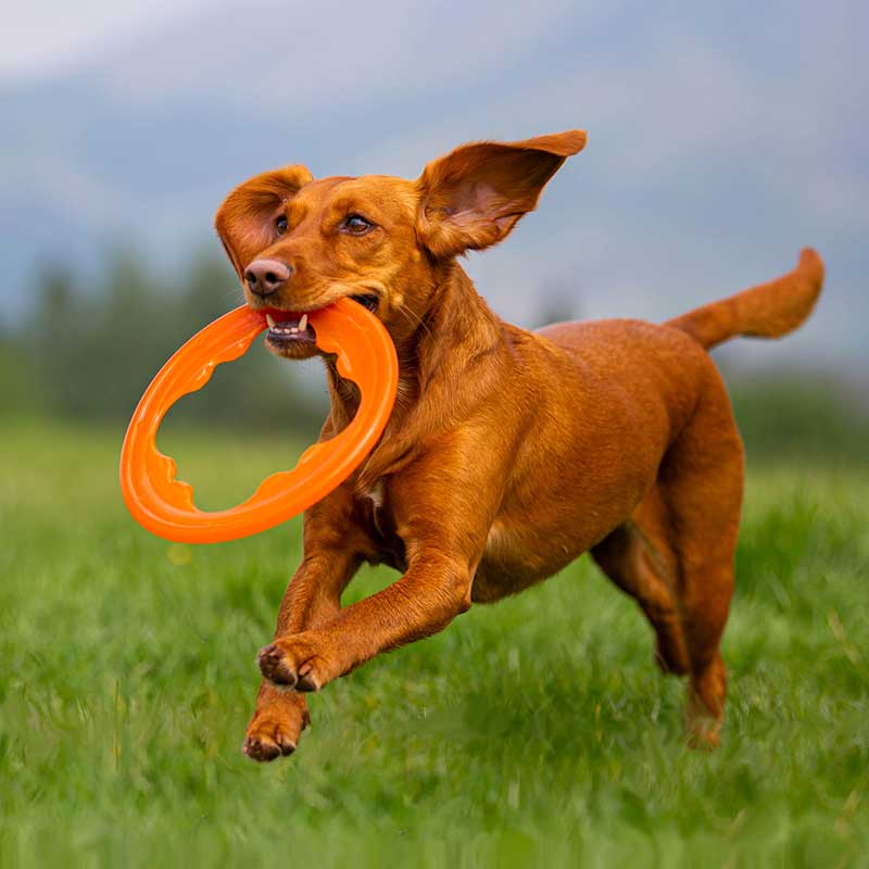 BIONIC Toss-N-Tug Turbo Ring Dog Toy