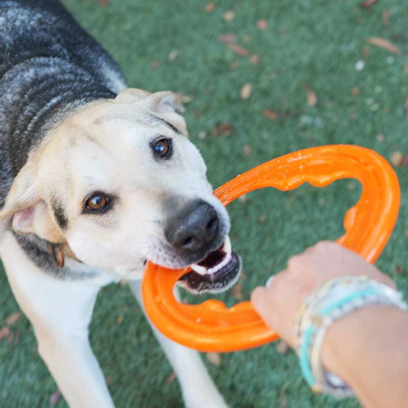 BIONIC Toss-N-Tug Turbo Ring Dog Toy