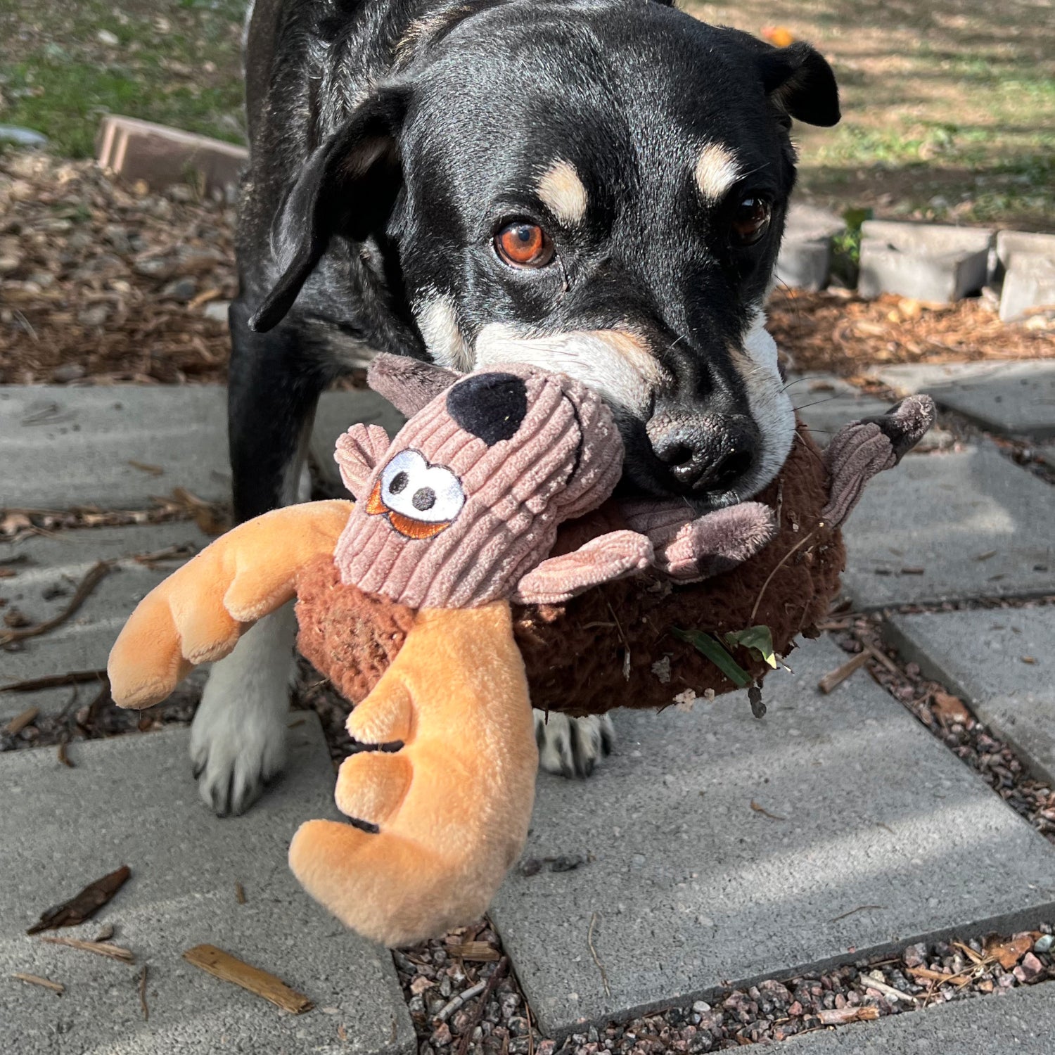 KONG Sherps Floofs Moose