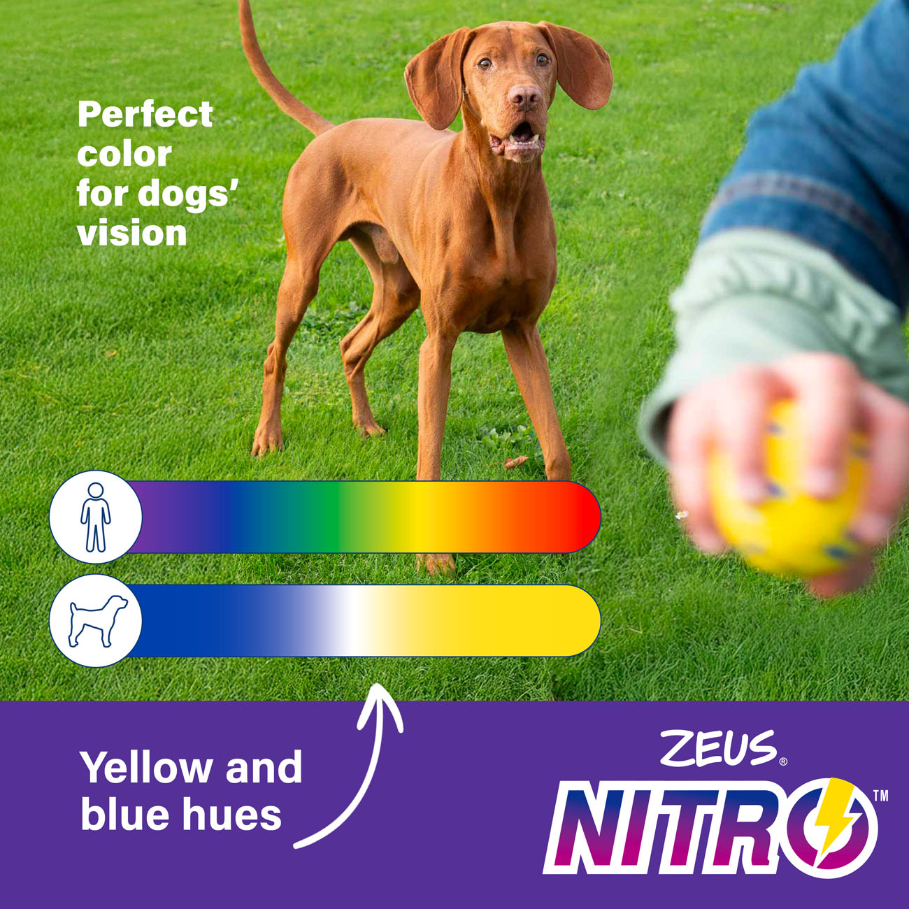 Zeus NITRO Weighted Ball Dog Toy 3 Sizes