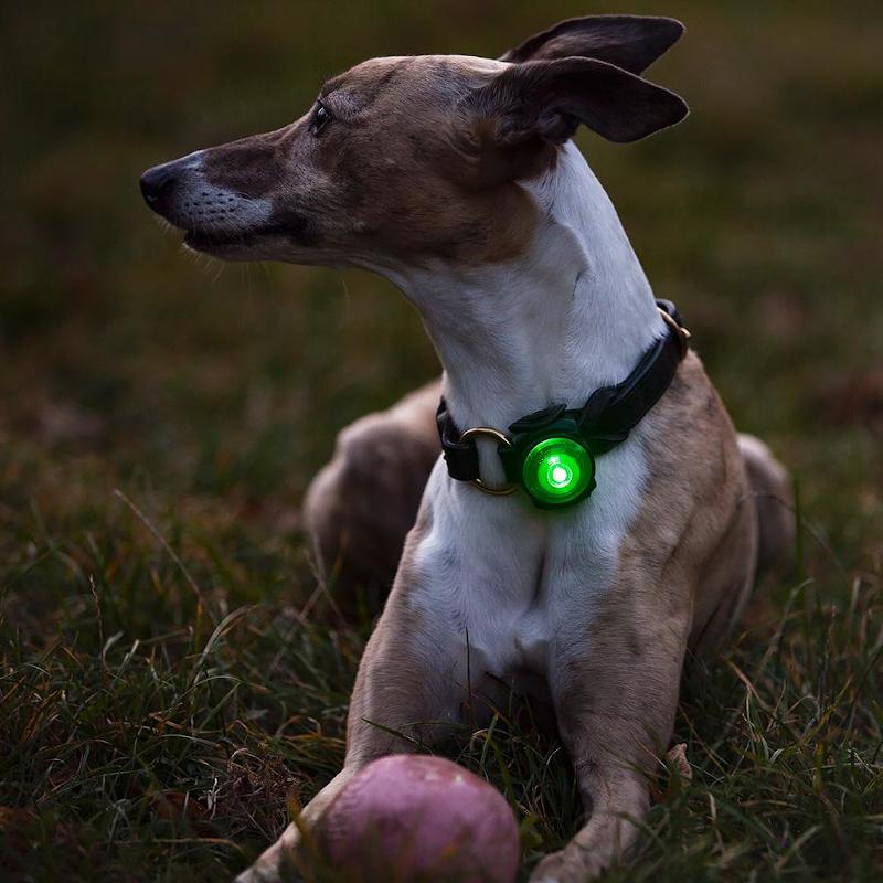 Orbiloc Dog Dual LED Night Safety Light Green