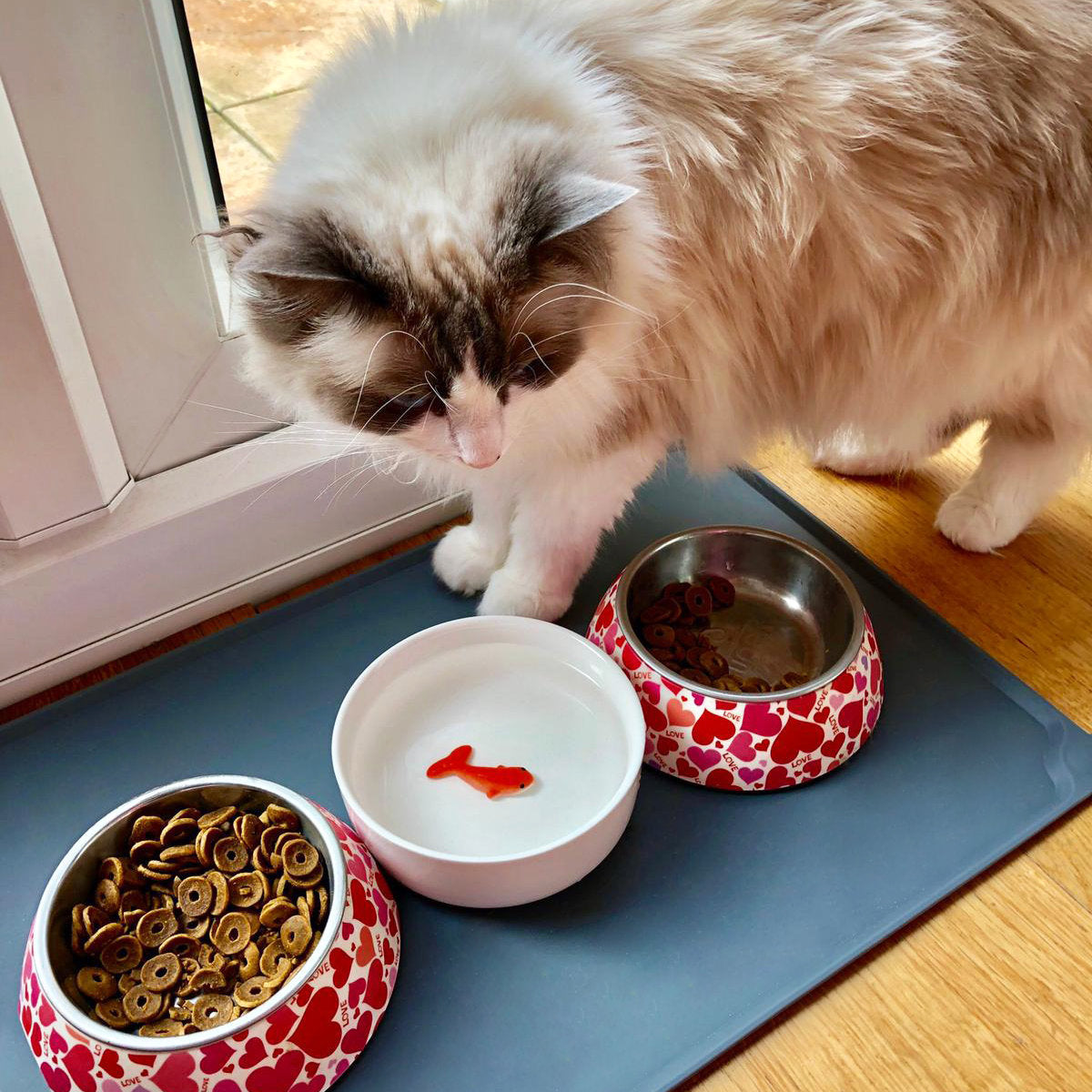 Goldfish Ceramic Water Bowl for Cats