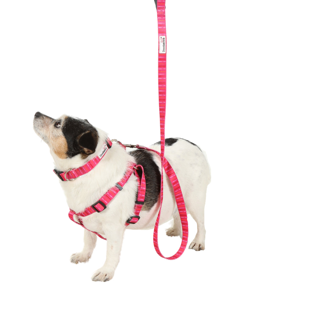 Doodlebone Originals Dog Lead 1.2m Tangerine 3 Sizes